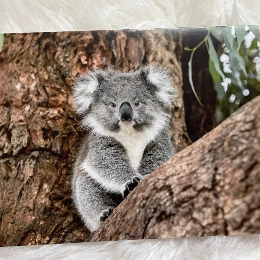 20 Assorted Cards Wild Animal blank inside